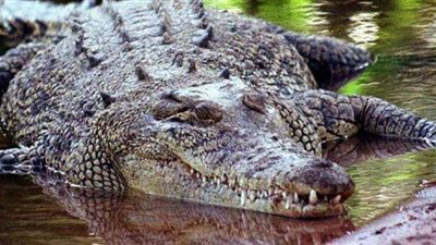 أستراليا تقتل وتشرح تمساحين بحثا عن رفات بشرية لصياد مختفي