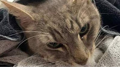 قط يضحي بحياته لإنقاذ طفلين من لدغة ثعبان