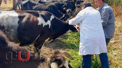تحصين 123 ألفا و854 رأس ماشية ضد الحمى القلاعية بالشرقية