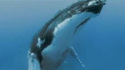 مشهد حوت يحتضن صغيره يُثير انتباه رواد التواصل الاجتماعي | فيديو