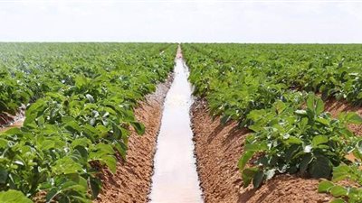 خبير: موجة الطقس السيئ مستمرة لنهاية الأسبوع.. وهذا تأثيرها على الزراعات