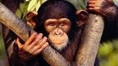 تفسير رؤية القرد فى المنام وعلاقته بالهم والفقر