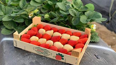 بيضاء وبطعم الأناناس.. صنف جديد من الفراولة يطرح قريبا في مصر