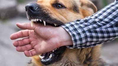 الاستعلام عن حالة طفل عقره كلب وخضع لعملية جراحية برأسه في كرداسة