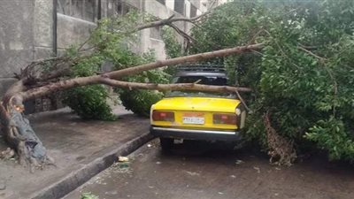 سقوط شجرة على سيارة بسبب موجة الطقس السيئ بالإسكندرية