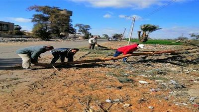 سقوط 10 أشجار بقها بسبب الرياح الشديدة