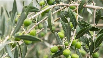 التنمية المستدامة يستعد لتوزيع 50 ألف شتلة زيتون و 10 آلاف شتلة لوز بالمجان في مطروح