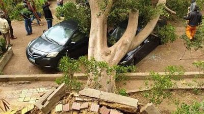 تحمل معها الذكريات والآمال.. أليكسا2 تطيح بأقدم أشجار المعادي عمرا |صور