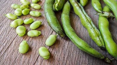 الفول الأخضر مهم للصحة.. ولكن تناوله بشروط