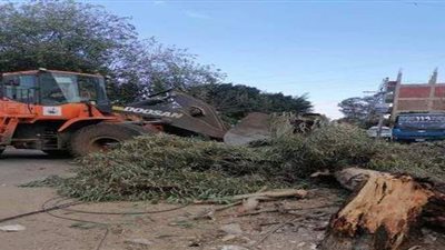 طقس أوروبي يضرب مصر.. أليكسا 2 تُطيح بأقدم أشجار المعادي عمرًا.. وتسبب انهيار 24 منزلًا وحالة وفاة بالإسكندرية