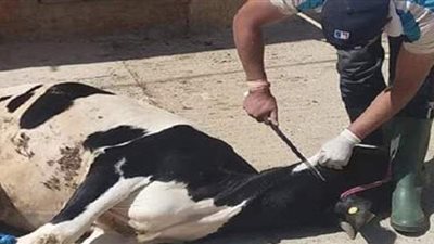 ما معنى رؤية ذبح البقرة في المنام؟