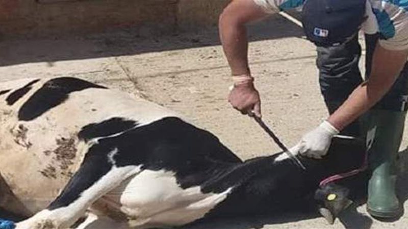 ذبح البقرة في المنام