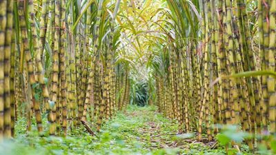 إخماد نيران شبت في 3 أفدنة قصب بقنا