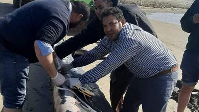 وزنها 12 طنا.. العثور على أنثى حوت نافقة بكفر الشيخ | صور