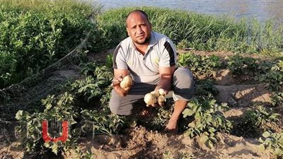 غير صالحة للطبخ والسلق.. بطاطس مقرمشات لأول مرة بقنا.. شاب يجري تجربة فريدة من نوعها.. ويأمل بتوسع الفكرة | فيديو