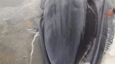 وزيرة البيئة: توثيق مواصفات الحوت النافق للاستفادة منها في البحث العلمي