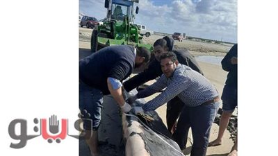 الانتهاء من الدفن الصحي لأنثى الحوت بمزرعة غليون السمكية بكفر الشيخ