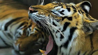 يصدر أصواتا مشابهة للطيور.. نمر يثير الجدل في روسيا | فيديو