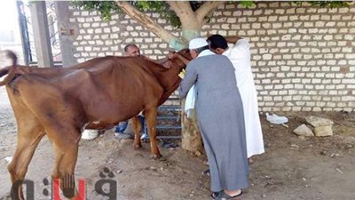 تحصين 55 ألف رأس ماشية ضد الحمى القلاعية والوادي المتصدع ببني سويف