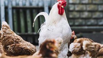 روسيا تعلن اكتشاف أول حالة عدوى بأنفلونزا الطيور H5N8