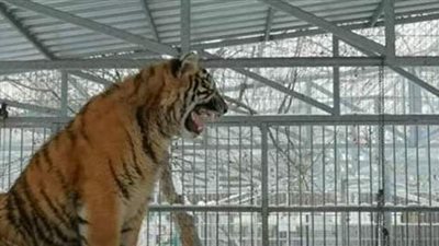 نمر يزقزق كالعصافير في حديقة حيوان بـ روسيا | فيديو