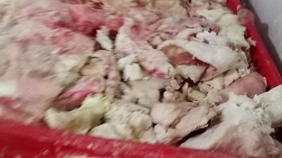 ضبط 10 طن دواجن ولحوم فاسدة بـ بولاق والعجوزة | صور