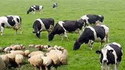 على جمعة يوضح أحكام زكاة الماشية ونصابها