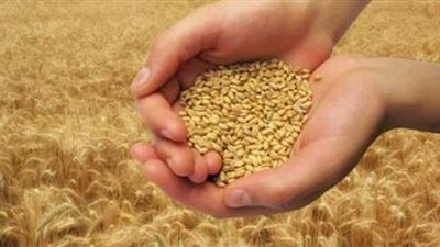 ما هي أحكام زكاة الزروع والثمار ونصابهما؟.. على جمعة يجيب