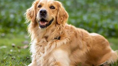 مشهد مؤثر.. كلب مخلص يظل بجانب صديقه في غرفة العمليات