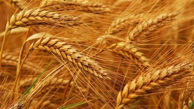 الزراعة تصدر توصياتها لمزارعي محصول القمح لمواجهة توقعات الطقس السيئ