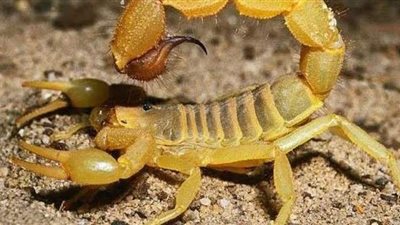 تفسير رؤية العقرب في المنام.. وعلاقته بالهم والنكد