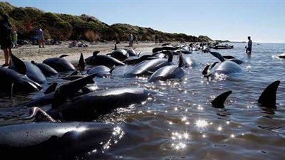 استنفار السلطات بعد جنوح 49 حوتا طيارا نحو الشواطئ في نيوزيلندا