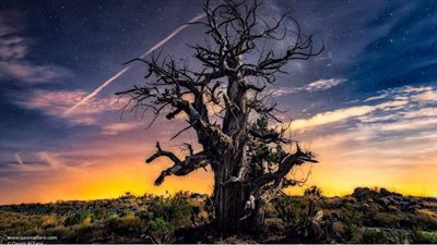 العلعلان العمانية.. شجرة تواجه شبح الانقراض