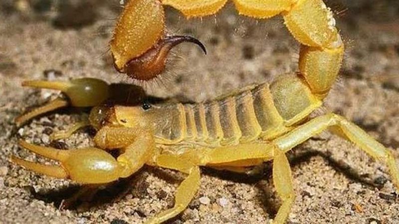 تفسير رؤية العقرب