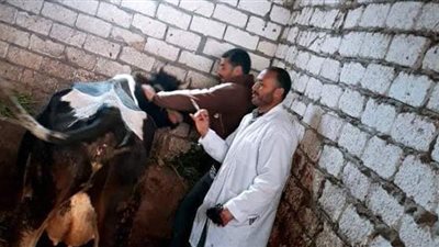 تحصين 92 ألف رأس ماشية ضد الحمى القلاعية والوادي المتصدع بالدقهلية