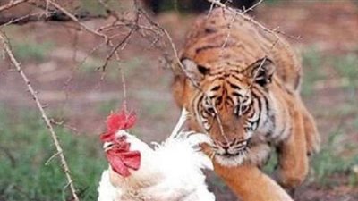 دجاجة تتسبب في سقوط نمر على ظهره..