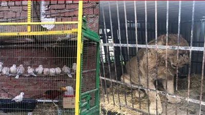 تمساح وأسود وطاووس.. العثور على حيوانات وطيور مهددة بالانقراض في الطالبية