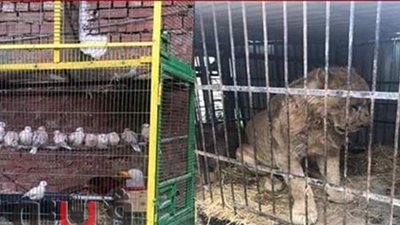 تعرف على عقوبة مالك مخزن ضبط بحوزته حيوانات وطيور مهددة بالانقراض