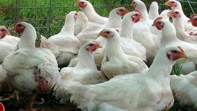 أسعار الدواجن اليوم الأربعاء 24-2-2021 في مصر