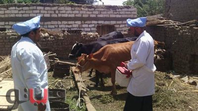 تحصين ٣٦ ألف رأس ماشية ضد الحمى القلاعية والوادي المتصدع بأسيوط