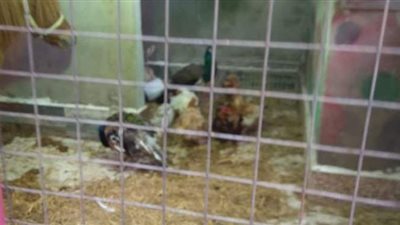 البيئة تضبط 22 حيوانا بريا في مزرعة خاصة بطريق ترعة المنصورية