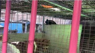 بعد ضبط حيوانات نادرة.. بيطري يكشف عقوبة صيدها وحيل إمساكها وطرق تهريبها.. ويؤكد: السيرك الطريق الخفي للتجارة فيها