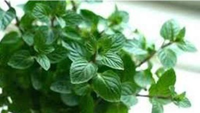 تفسير رؤية النعناع الأخضر في المنام وعلاقته بتحسن الأحوال والأخبار السعيدة
