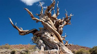 قصة أقدم أشجار في العالم...صور