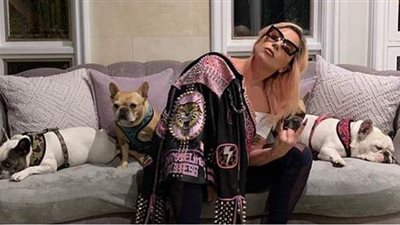 سرقا على طريقة هوليوود.. ليدي جاجا تعرض مكافأة خيالية لمن يعثر على كلبيها | صور