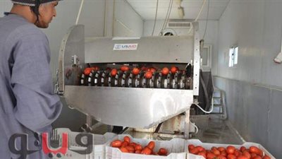 أسعار الطماطم ضربة في رأس المزارعين: متوقعناش أنها ترخص كده.. وكانت آمالنا نعوض الخسارة.. وصدق اللي قال عليها مجنونة