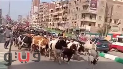 المواشي تزاحم المارة في شوارع الزقازيق.. وهذا أول رد فعل للمحافظة| فيديو