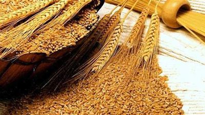 توقعات بارتفاع أسعار القمح خلال مارس