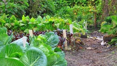 تفسير رؤية الزرع في المنام