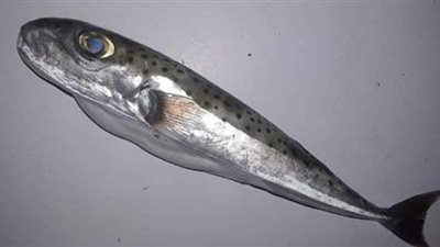 أستاذة بيولوجيا تحذر من سمكة الأرنب.. وتؤكد: تتزايد سميتها في هذا التوقيت